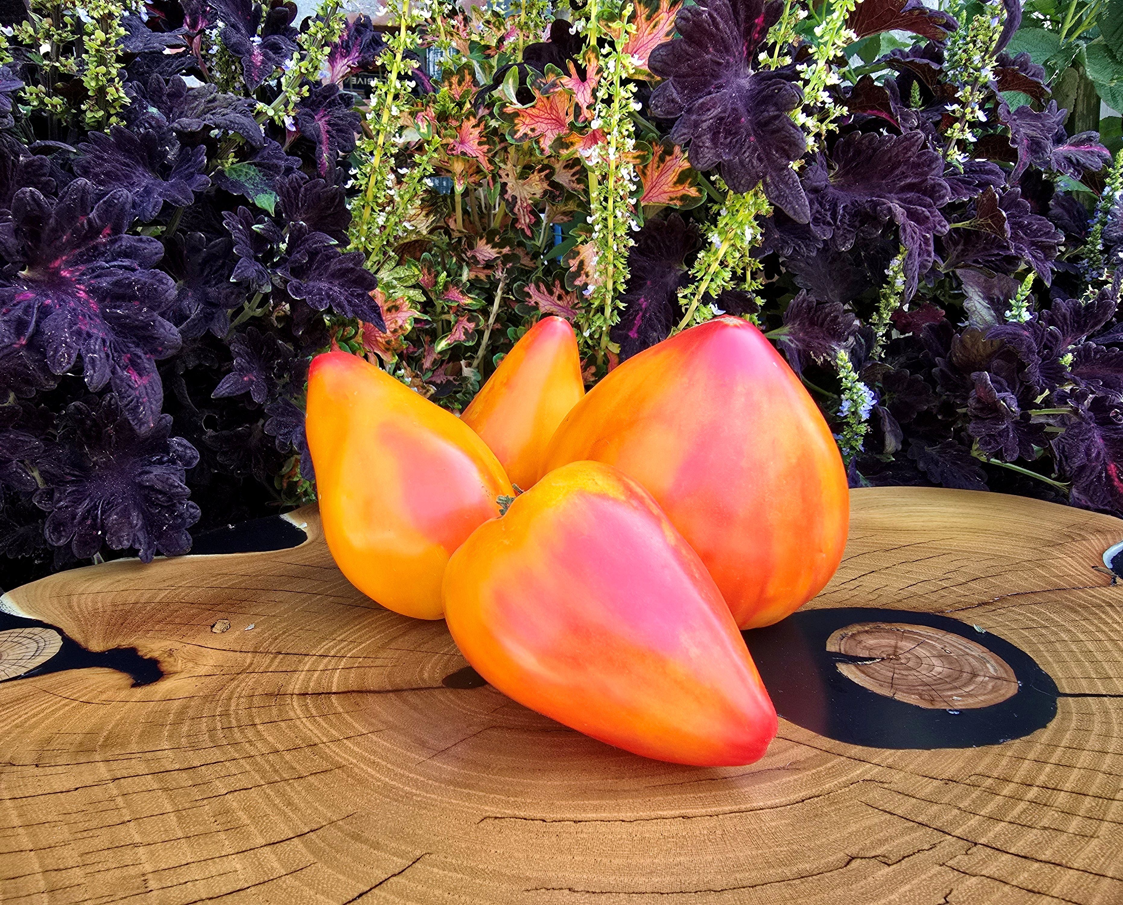 tomato._530さん7-23-1 1729876911-s1350x1350.jpg
